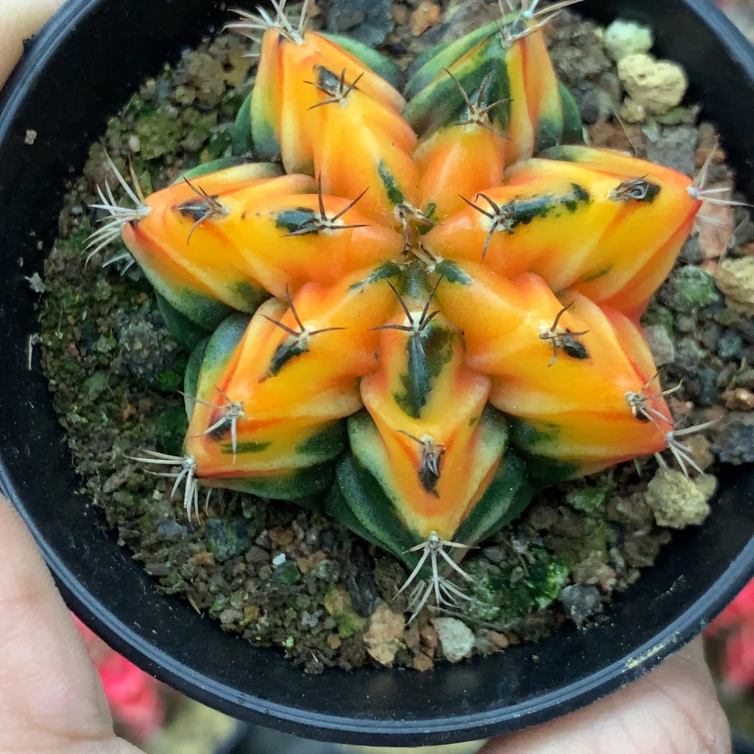 仙人球米哈牡丹锦