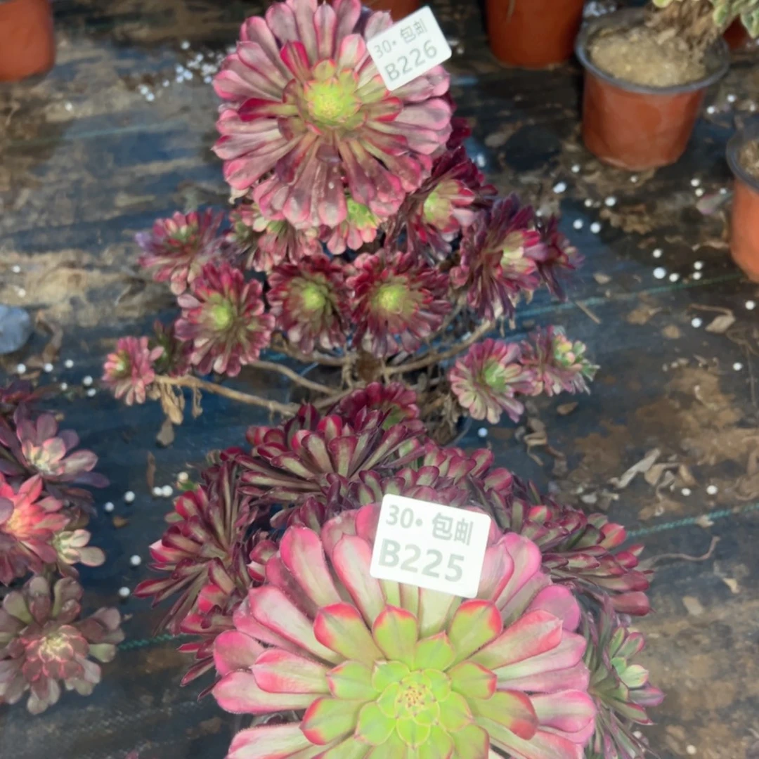 耳*小2颗祝融多肉不包断枝