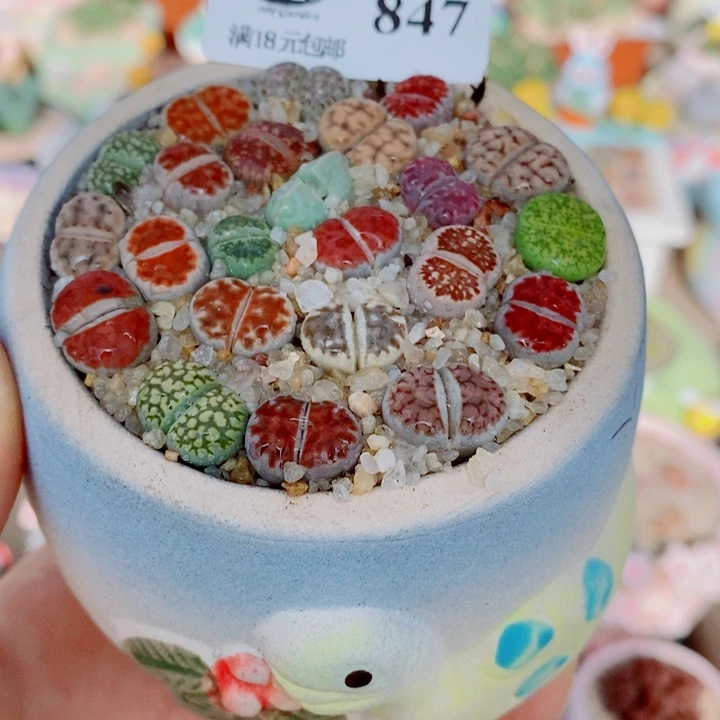 生石花花花花花花花847