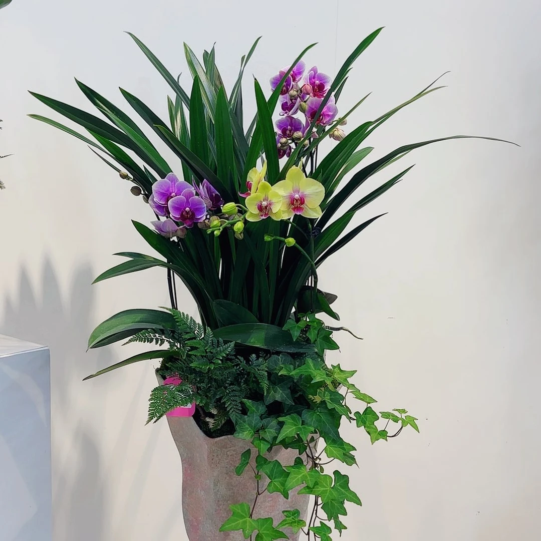 无花朵茗**业高端盆景一物一拍