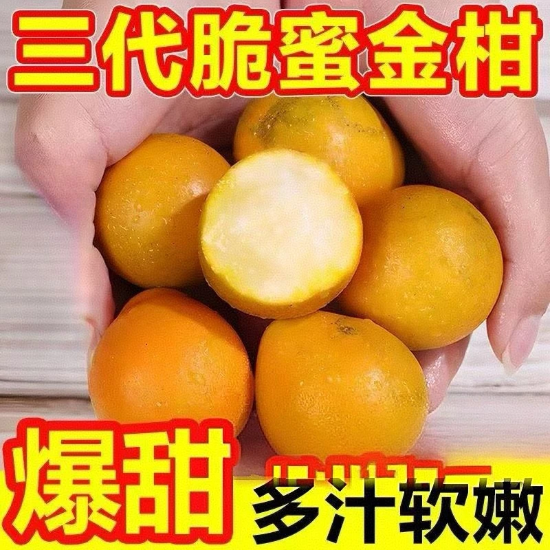 正宗融安脆蜜金桔第三代金桔纯甜无渣口感细腻自家果园当天采摘