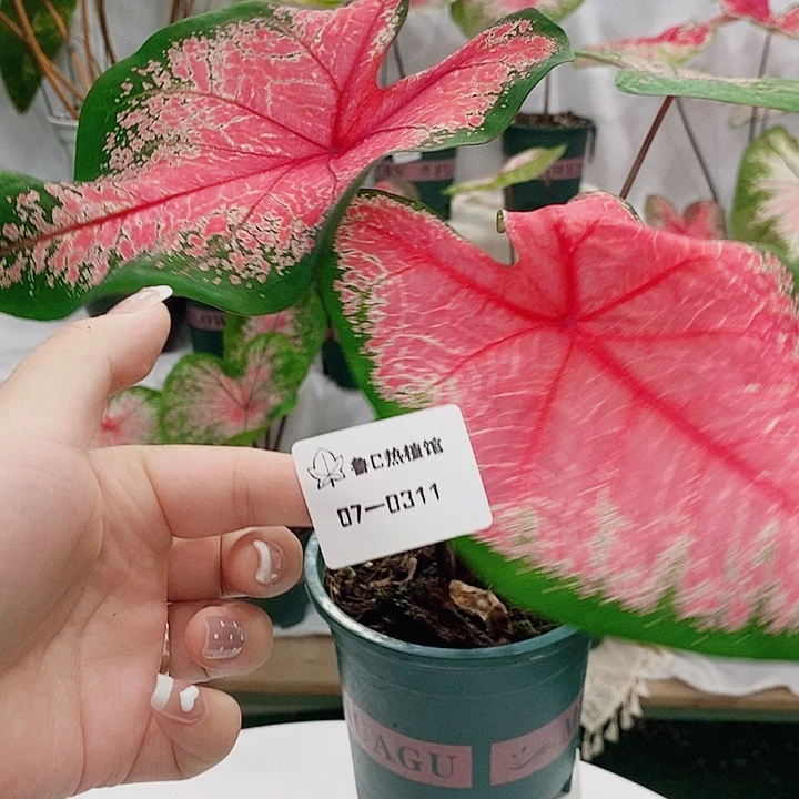 完全开放07——0311