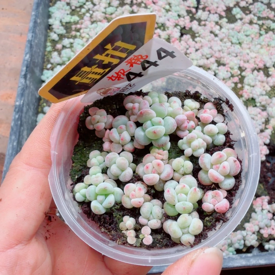 多肉植物多肉植物