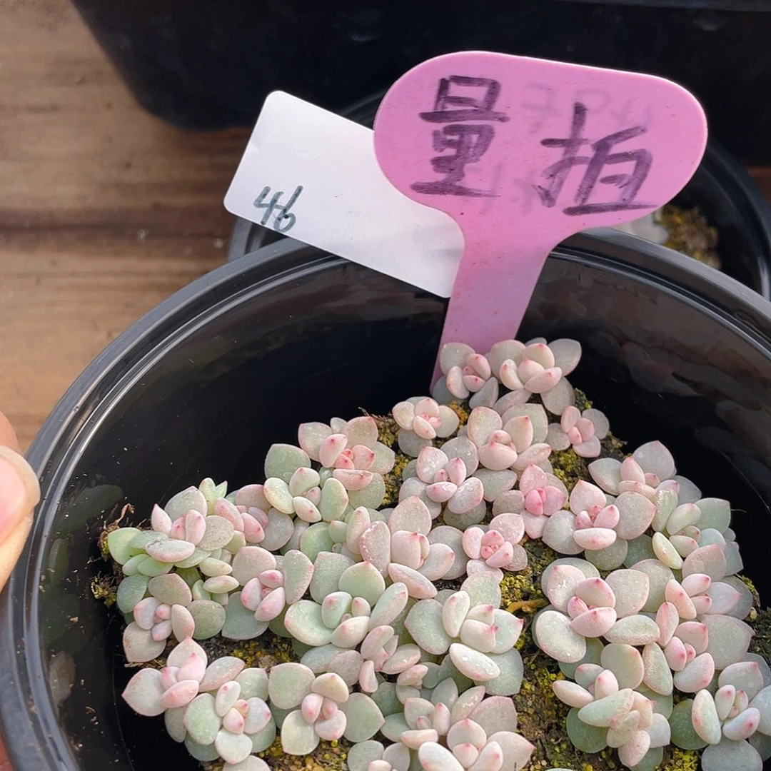 量拍多肉植物多肉植物46