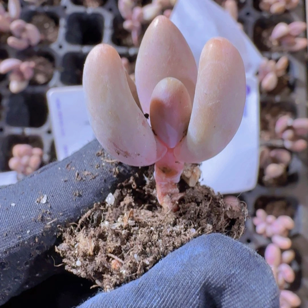 精品红手指两米三颗