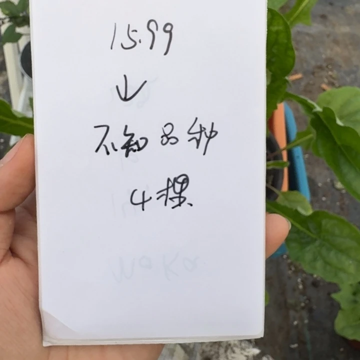 无花朵15.99米不知道品种的四颗高杆