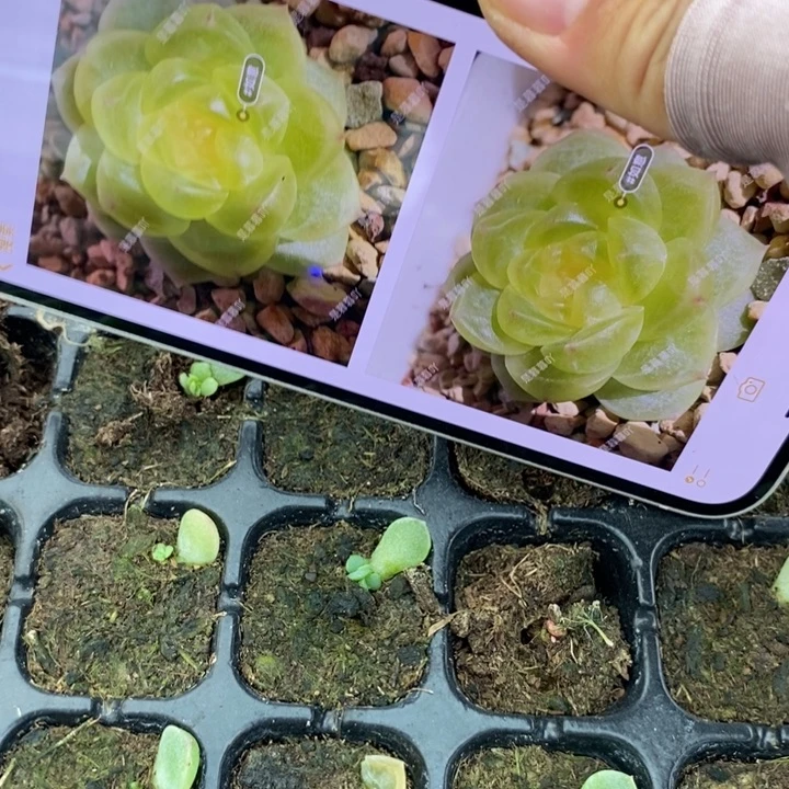 如意芽苗一个多肉