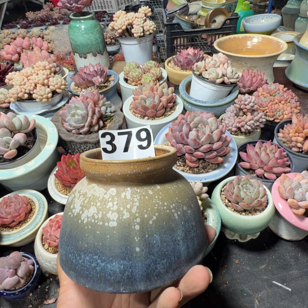 特价花盆满50发货 内口7
