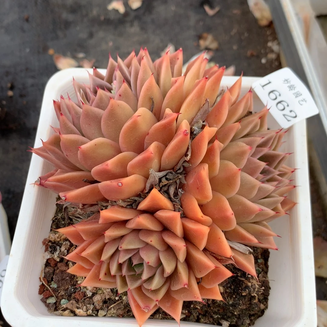 1662 杂交精品基地12厘米