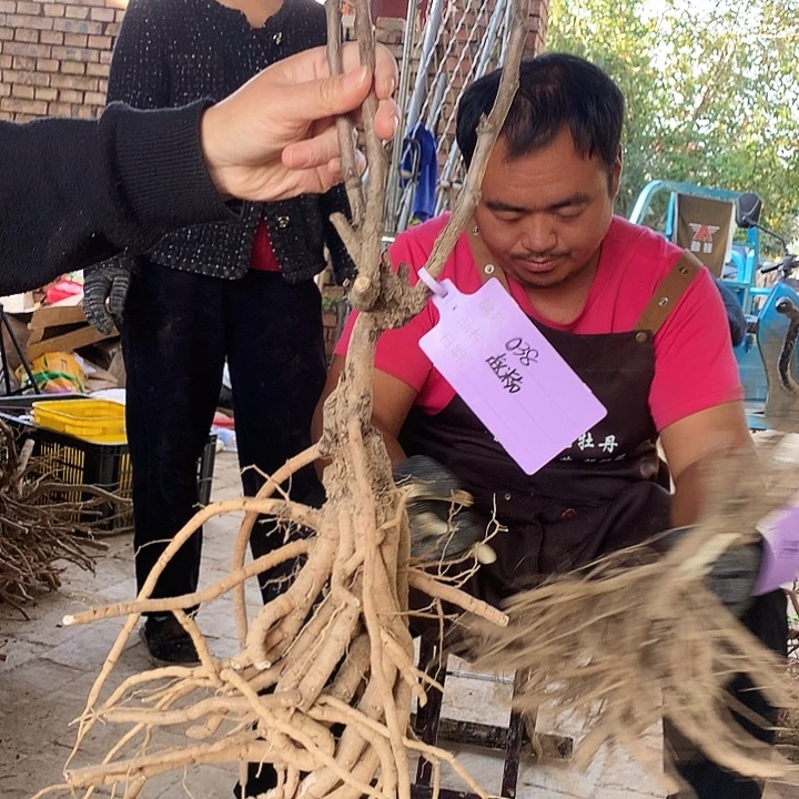 当前无花朵，栽培后可花朵赵粉028