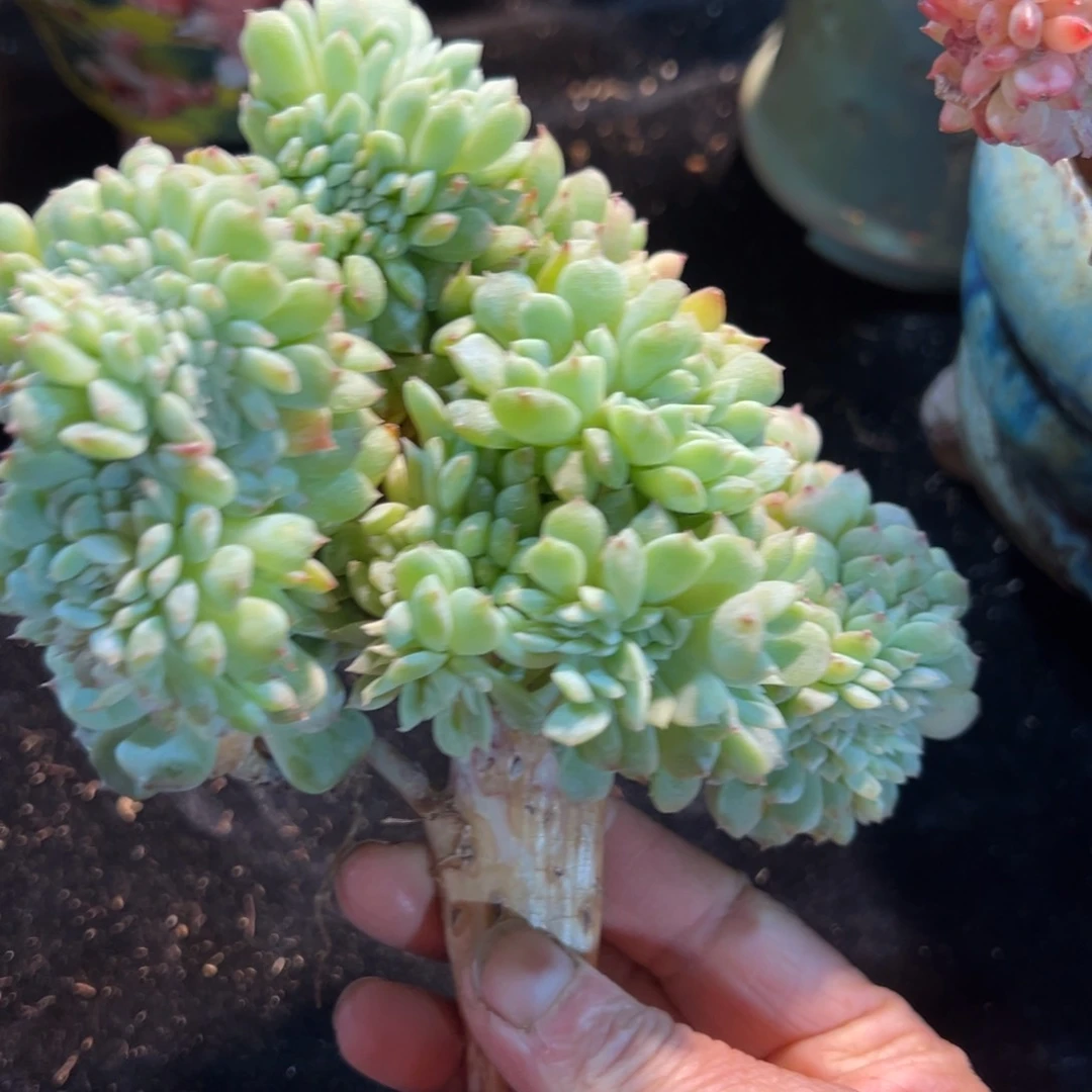 叽***噜新年快乐啊宝宝们8888888