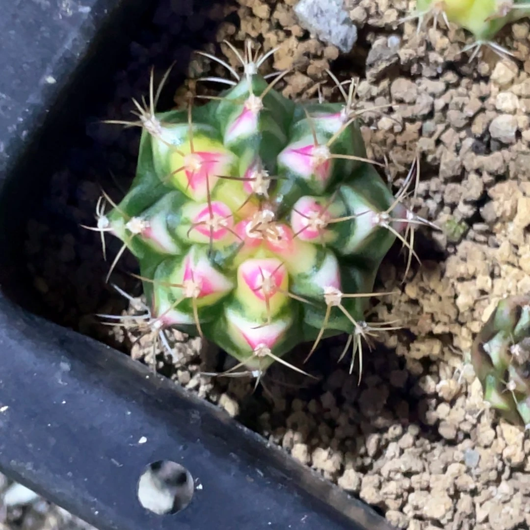 当前无花朵，栽培后可花朵白花田