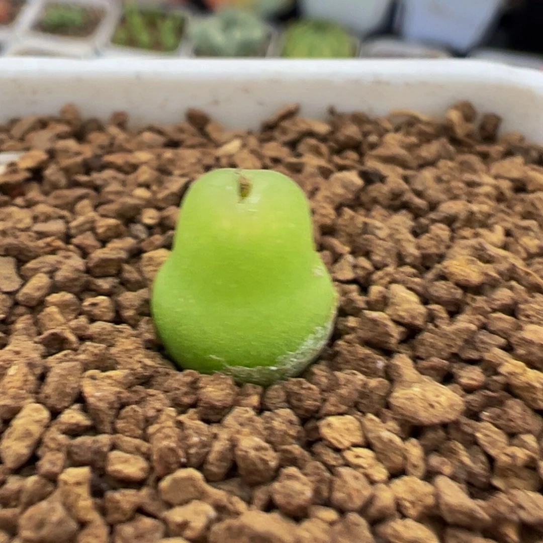 109多肉植物百科植物