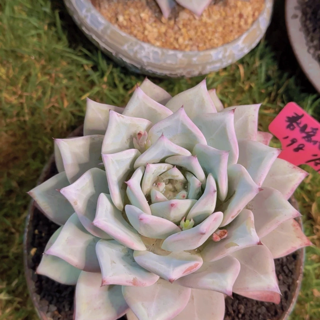 春暖花开姐姐多肉植物