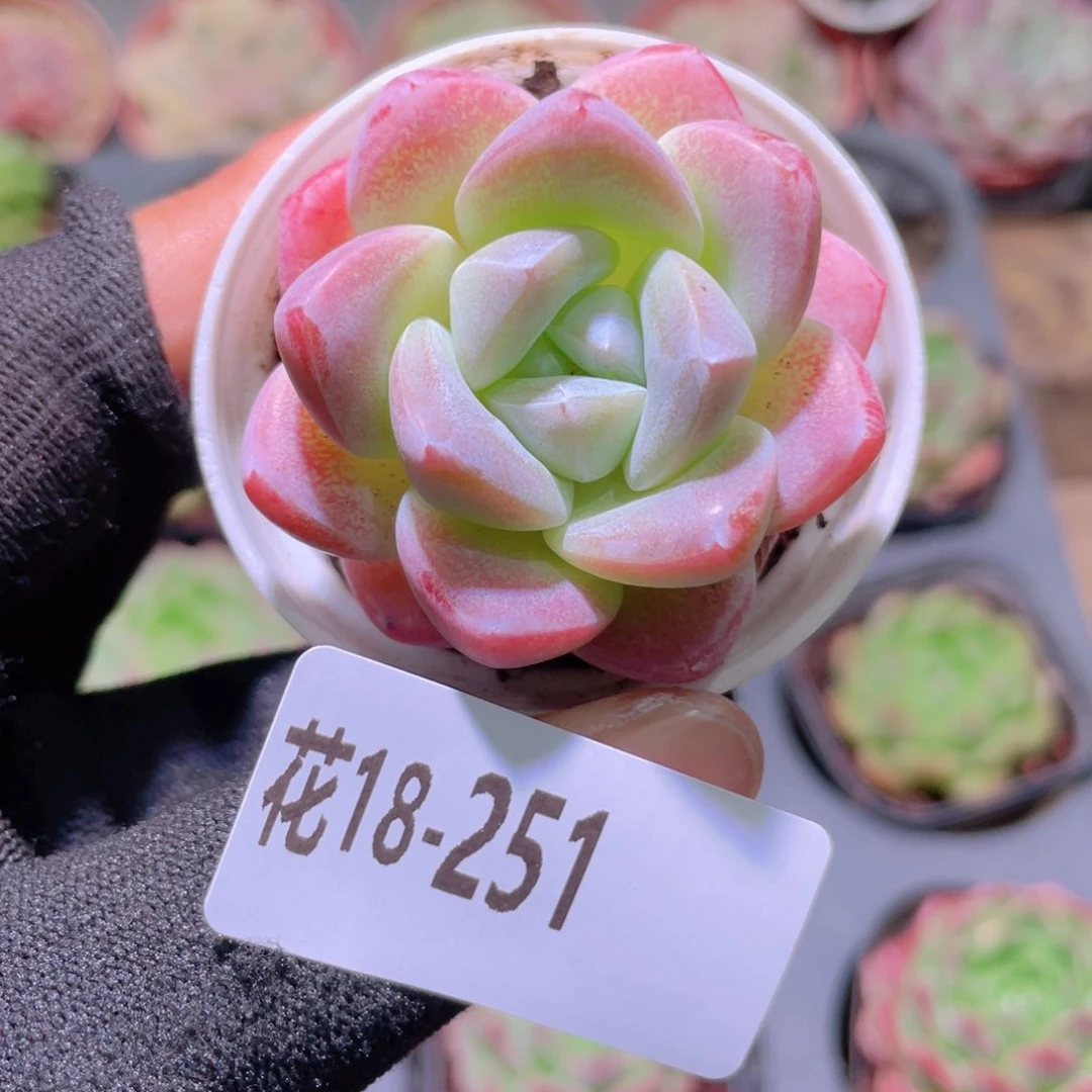 花利美18-251冰玉