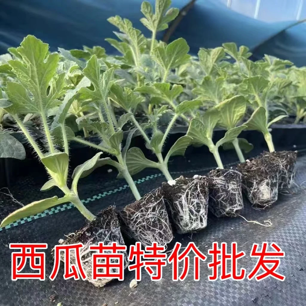 8424麒麟瓜西瓜苗4棵