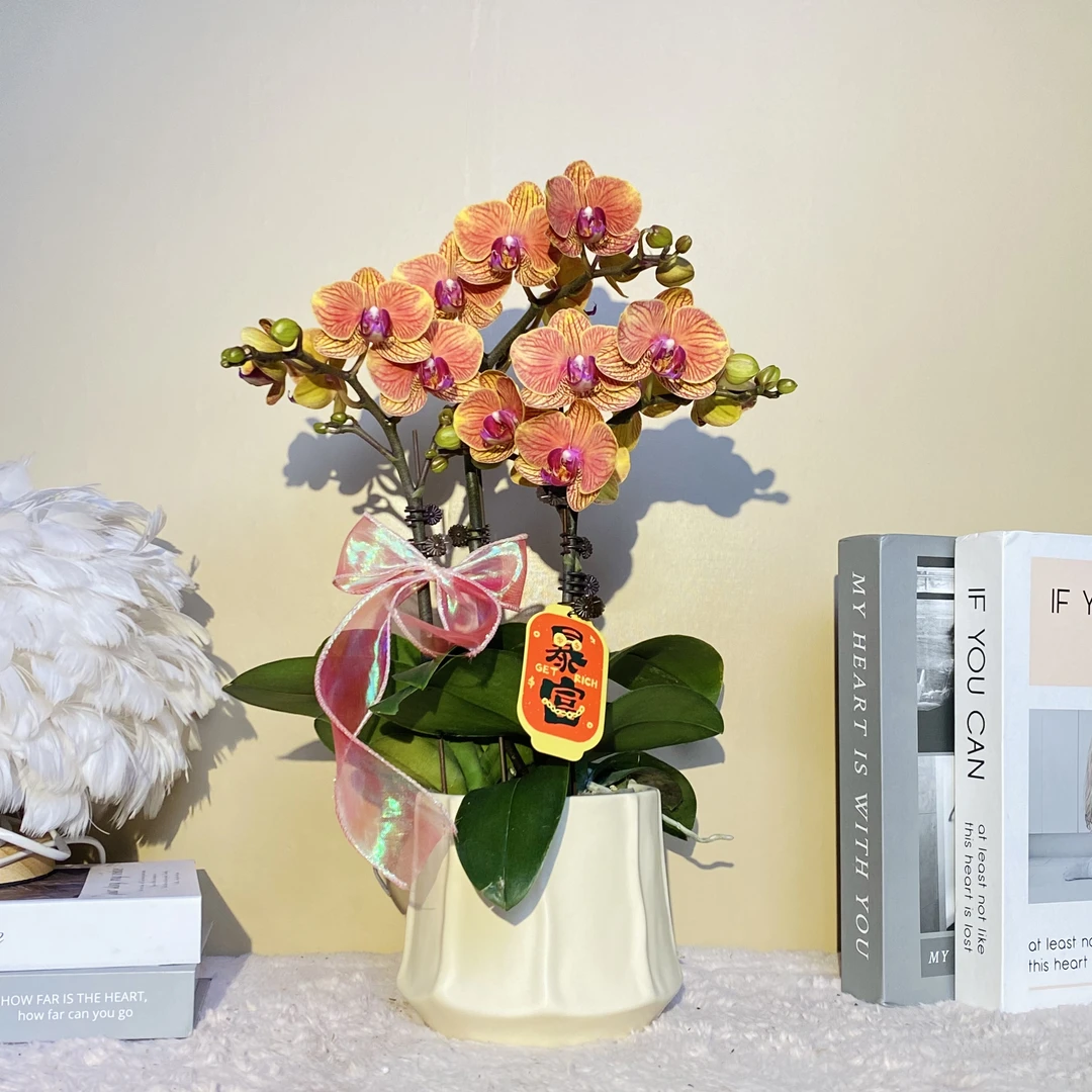 秘密花园  大吉大利 橙色蝴蝶兰  室内精品观赏真花