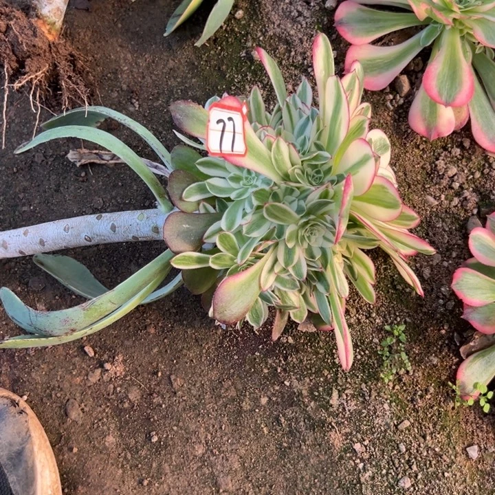 多肉植物77不售后