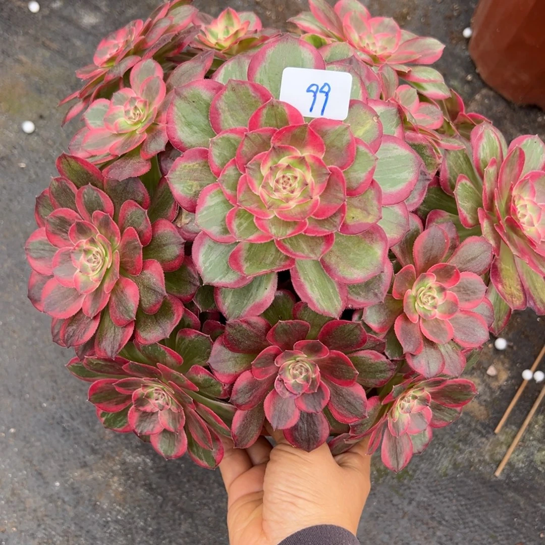 99云荷多肉植物意义