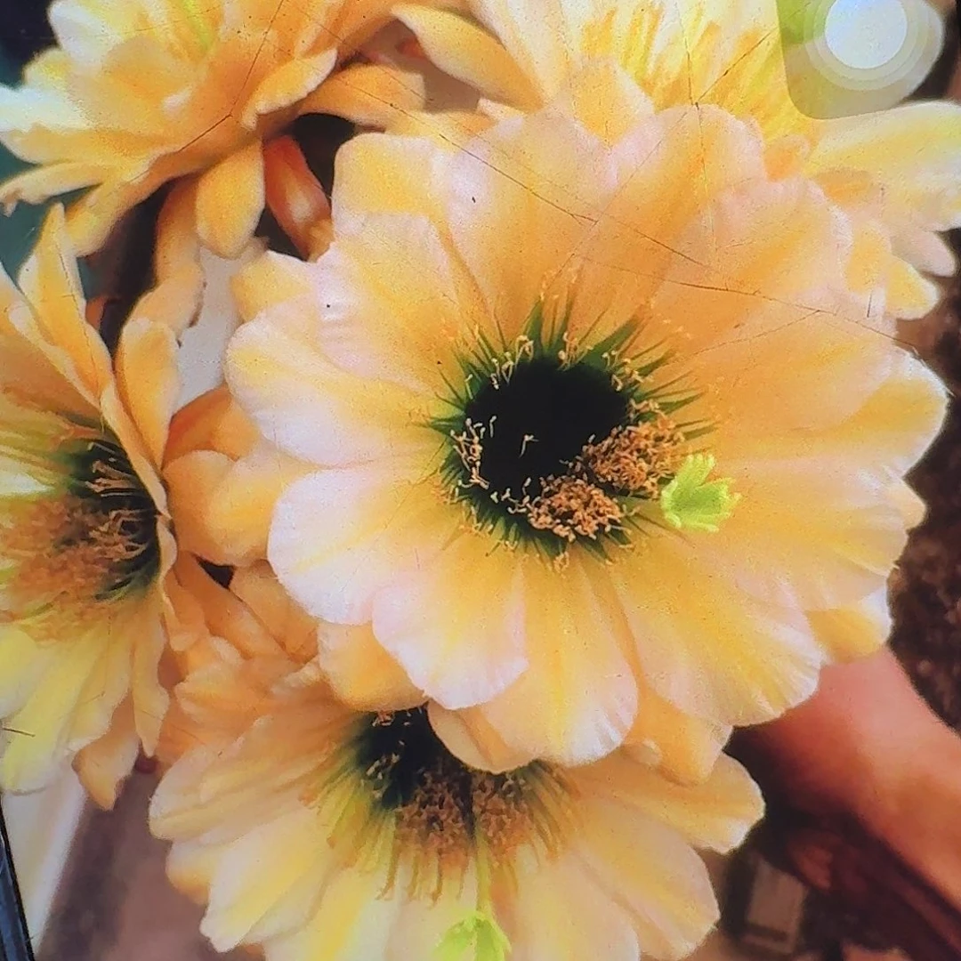 绿眼睛侧芽5公分毛花柱仙人球