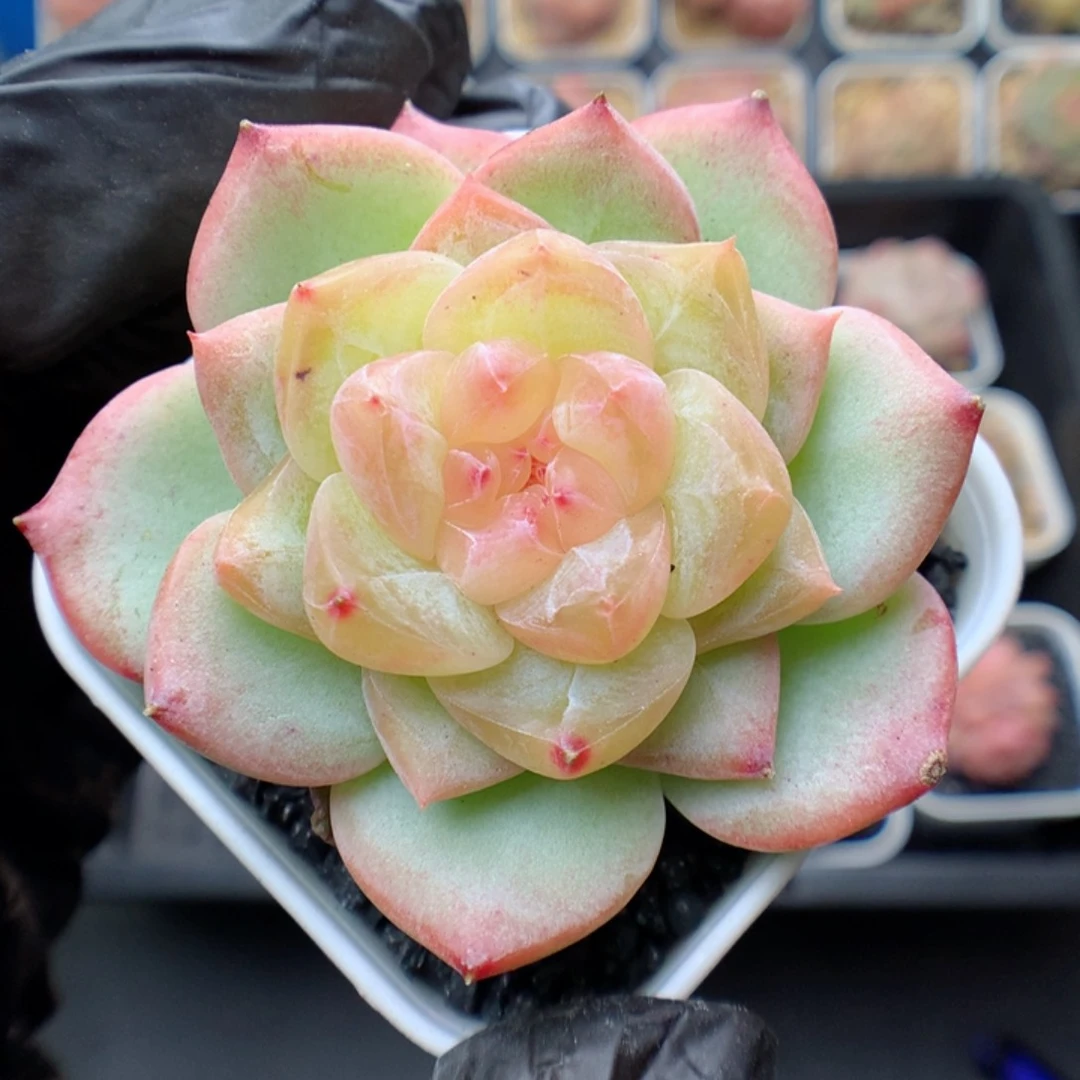 多肉植物。 糖心27