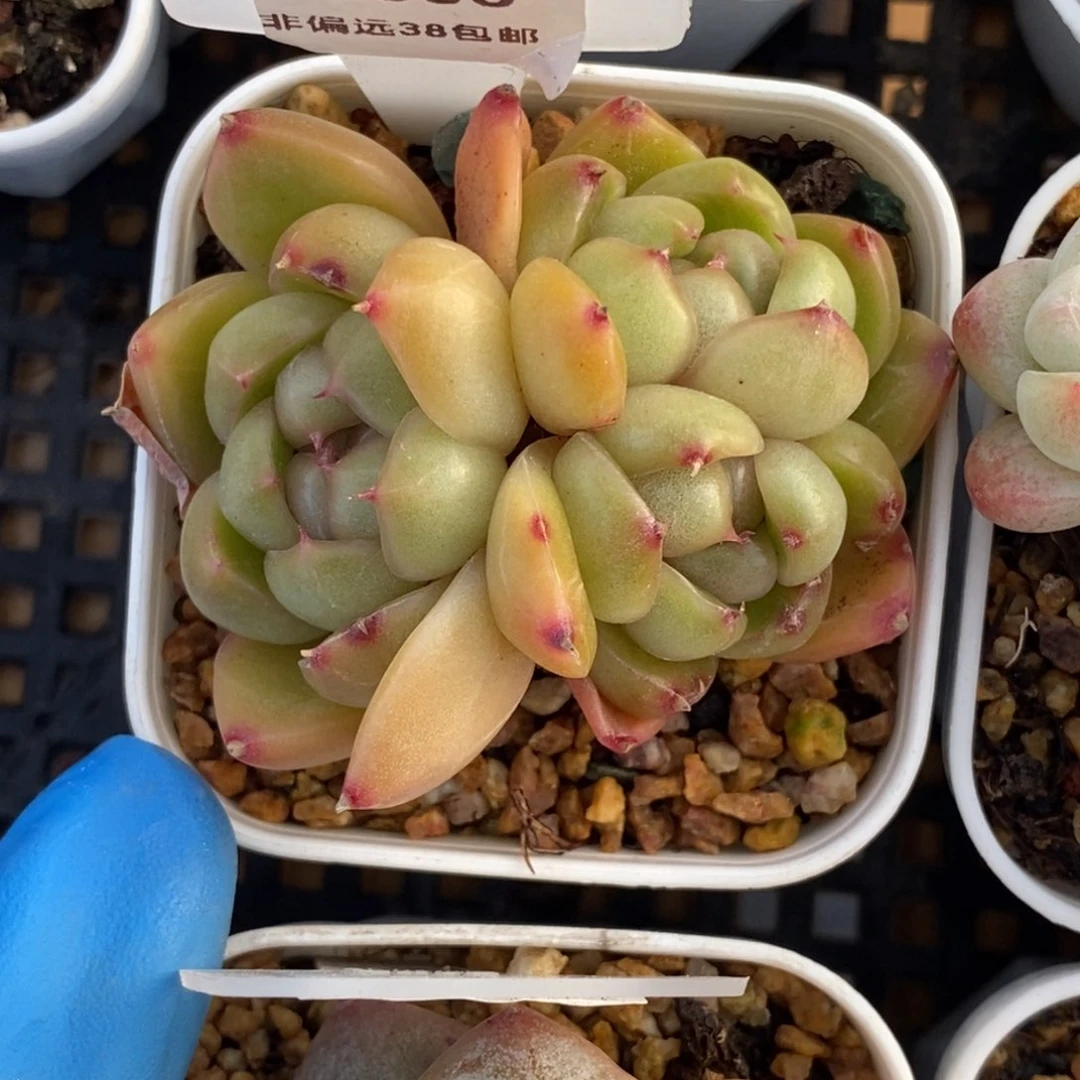 一****?305东篱下多肉植物盆栽
