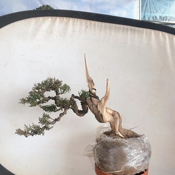 济州真柏盆景老桩