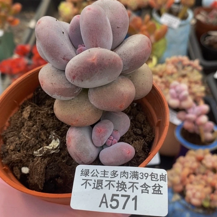 大叶奶5vm571多肉植物