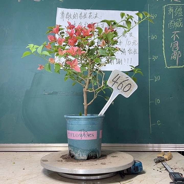 当前无花栽培后可以开花 酒红  460