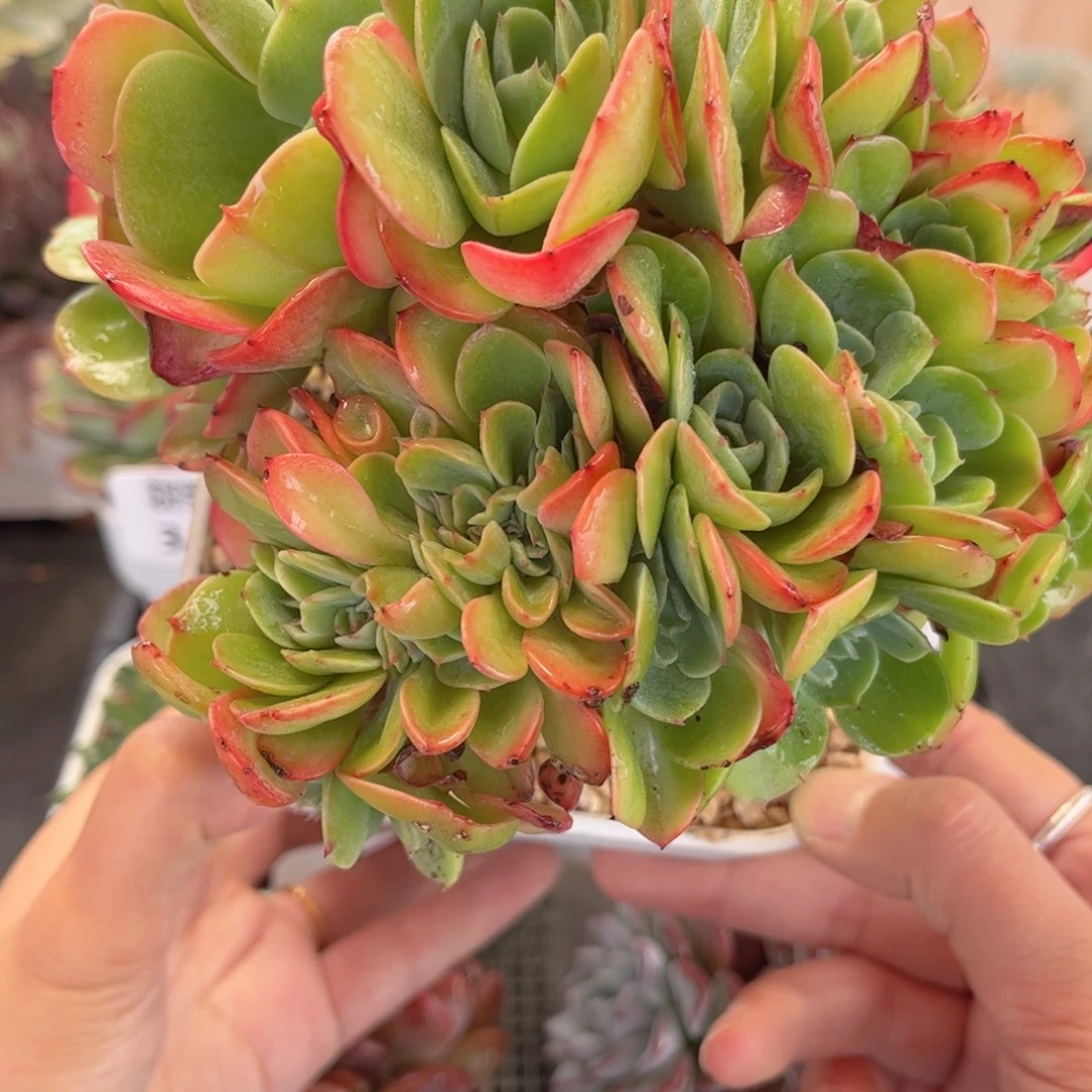 多肉植物3420 一定要拍冷链哦