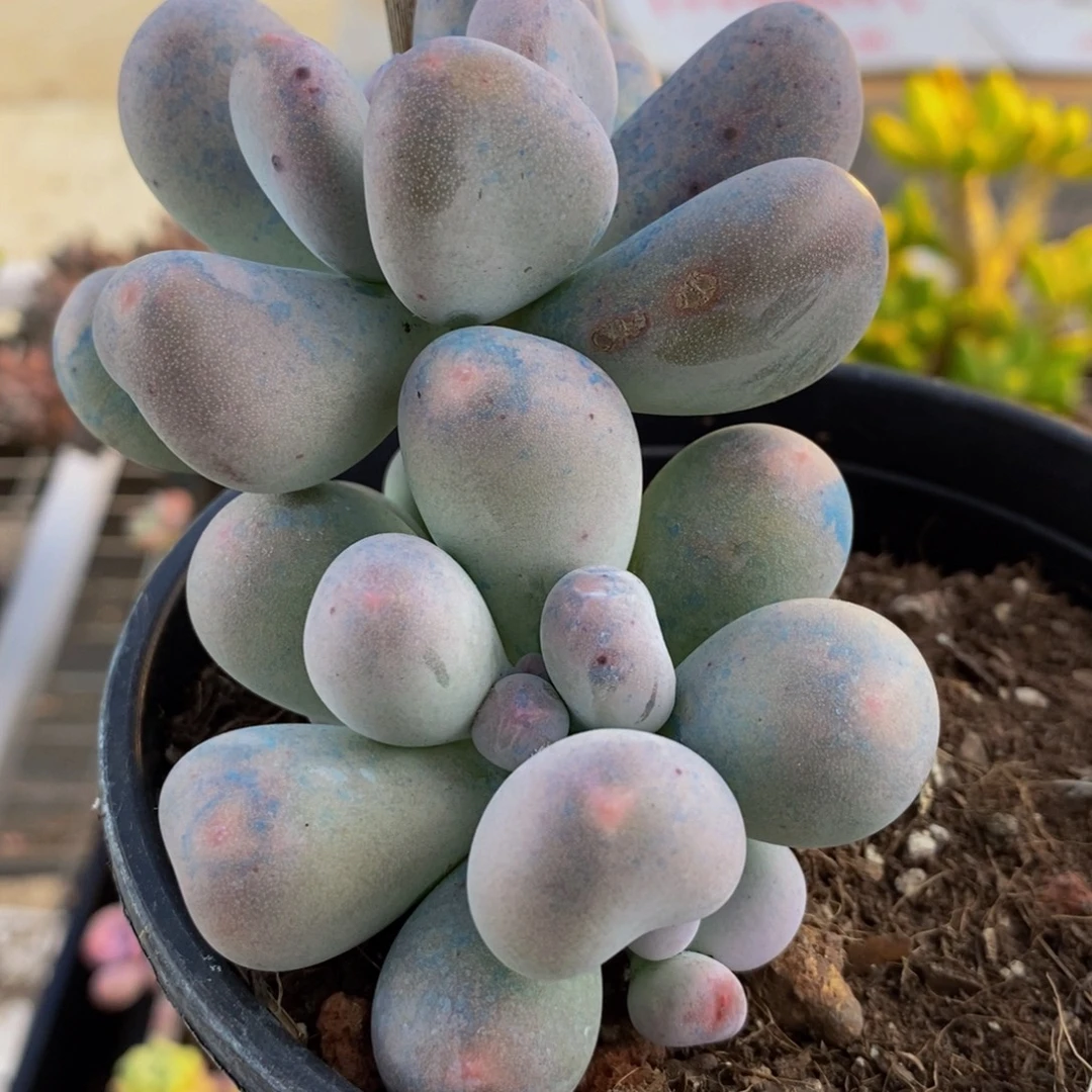 1019米可奶酪9cm多肉