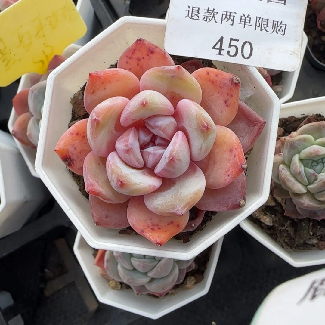 闪购精品多肉450号