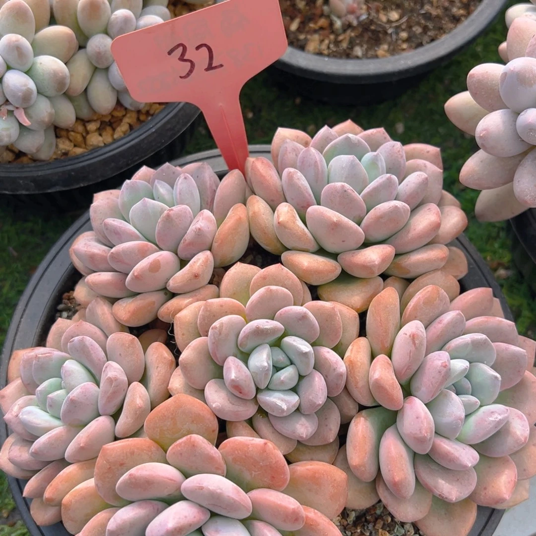 福利来啦打榜啦打榜