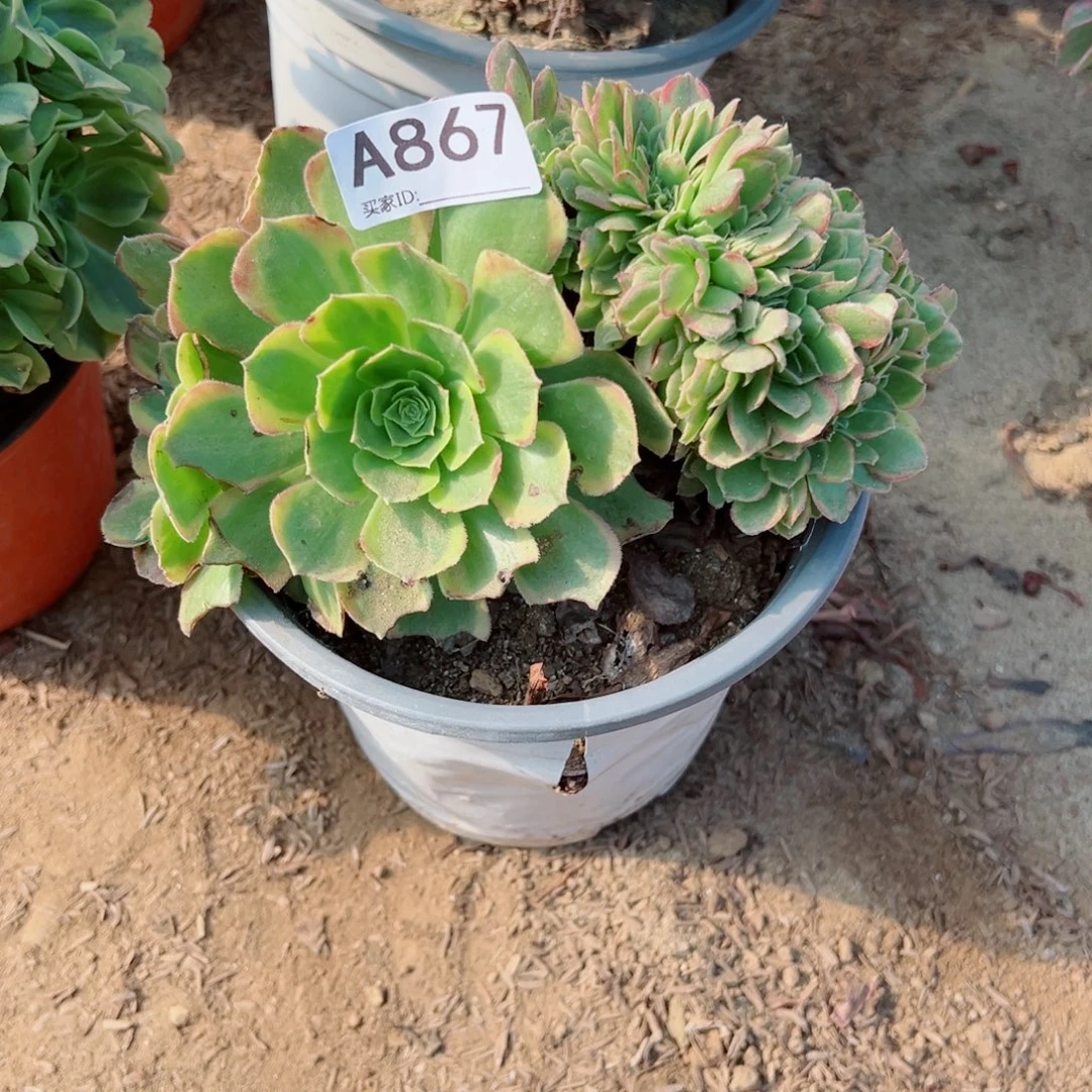 867万黄缀化多肉植物法师