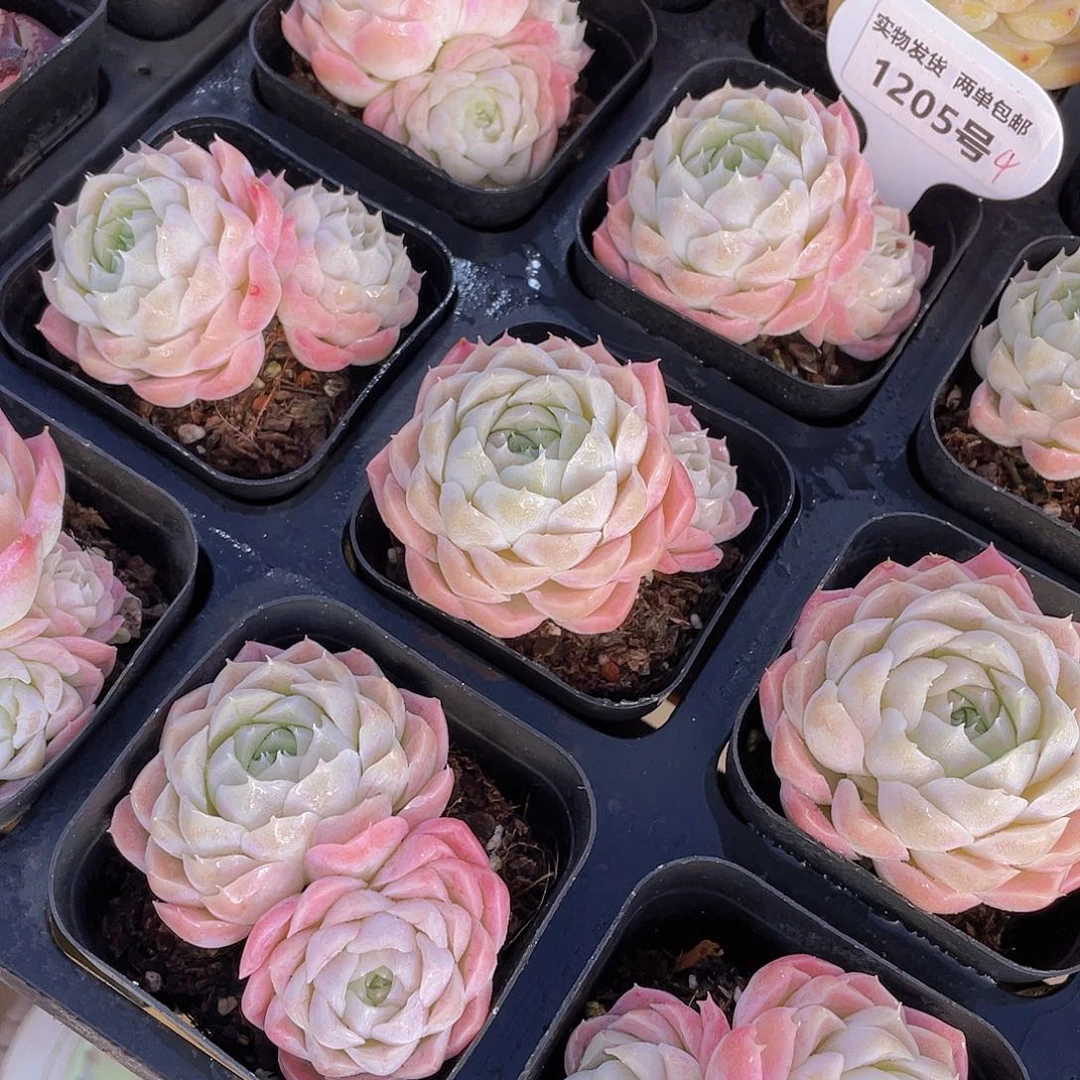 1205号 白月光双头一个