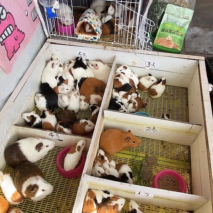 豚鼠福利直播间选大猪一只截图发货