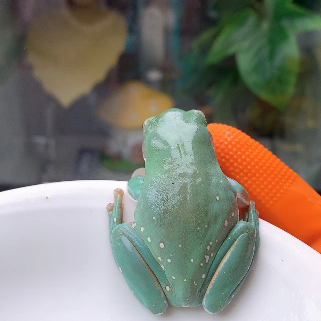 老爷树蛙9号蒂芙尼微雪！