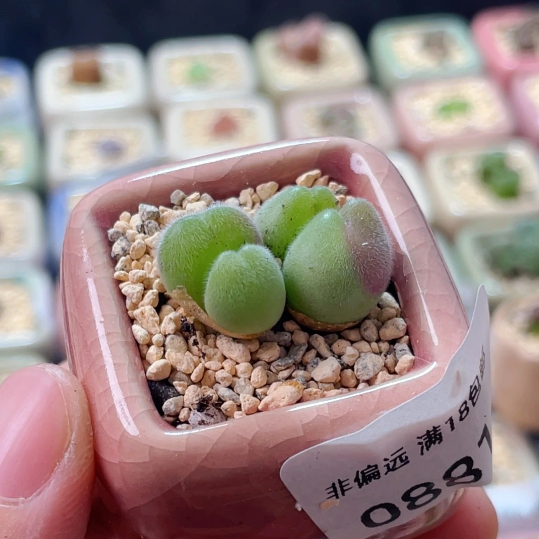 无花朵0881--一物一拍 带盆