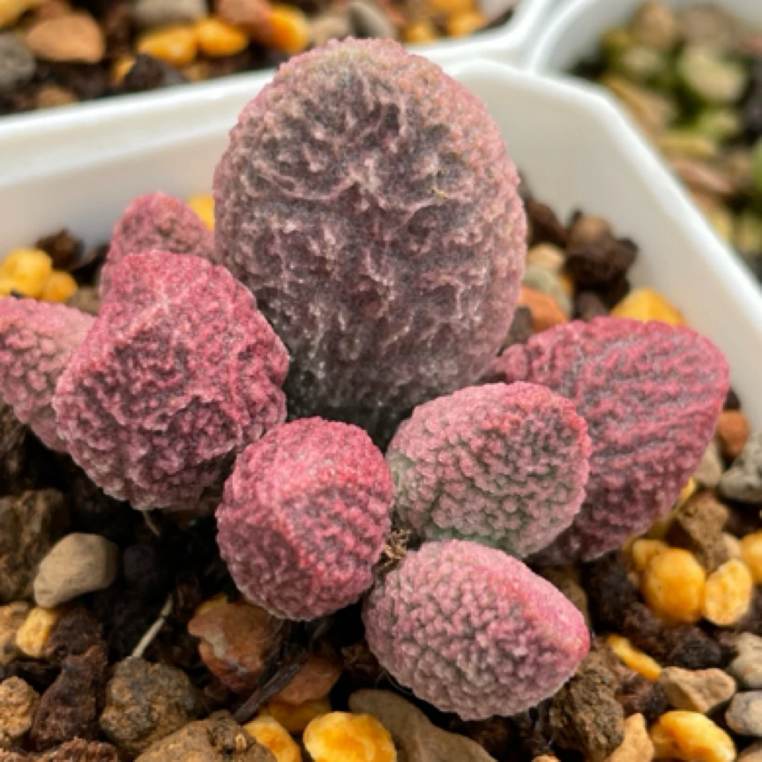 实生水泡多肉植物 园艺新品水泡贵货 一物一拍包邮