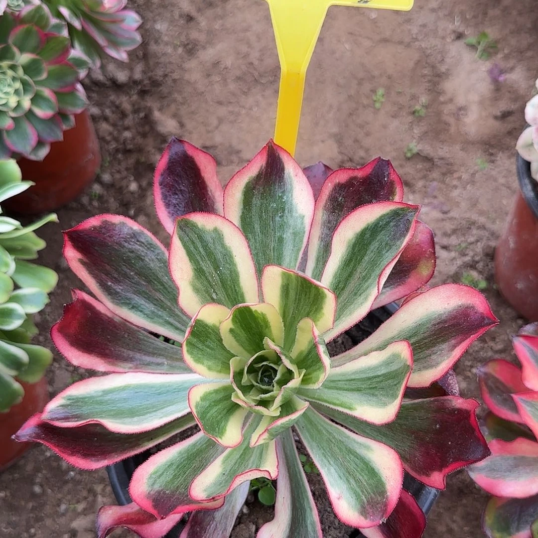 4175---魅影多头多肉