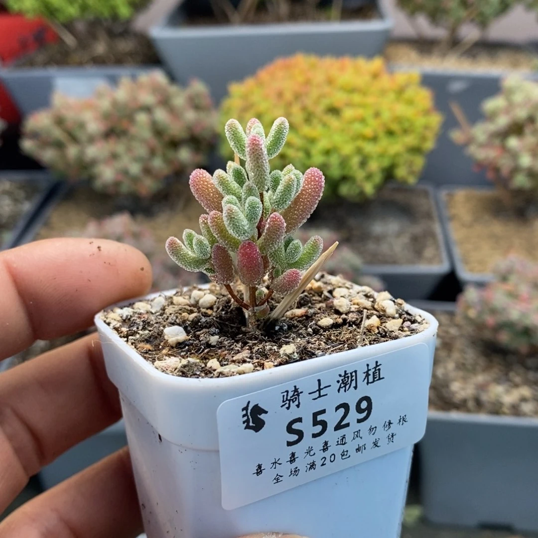 529实生精控优选冰晶