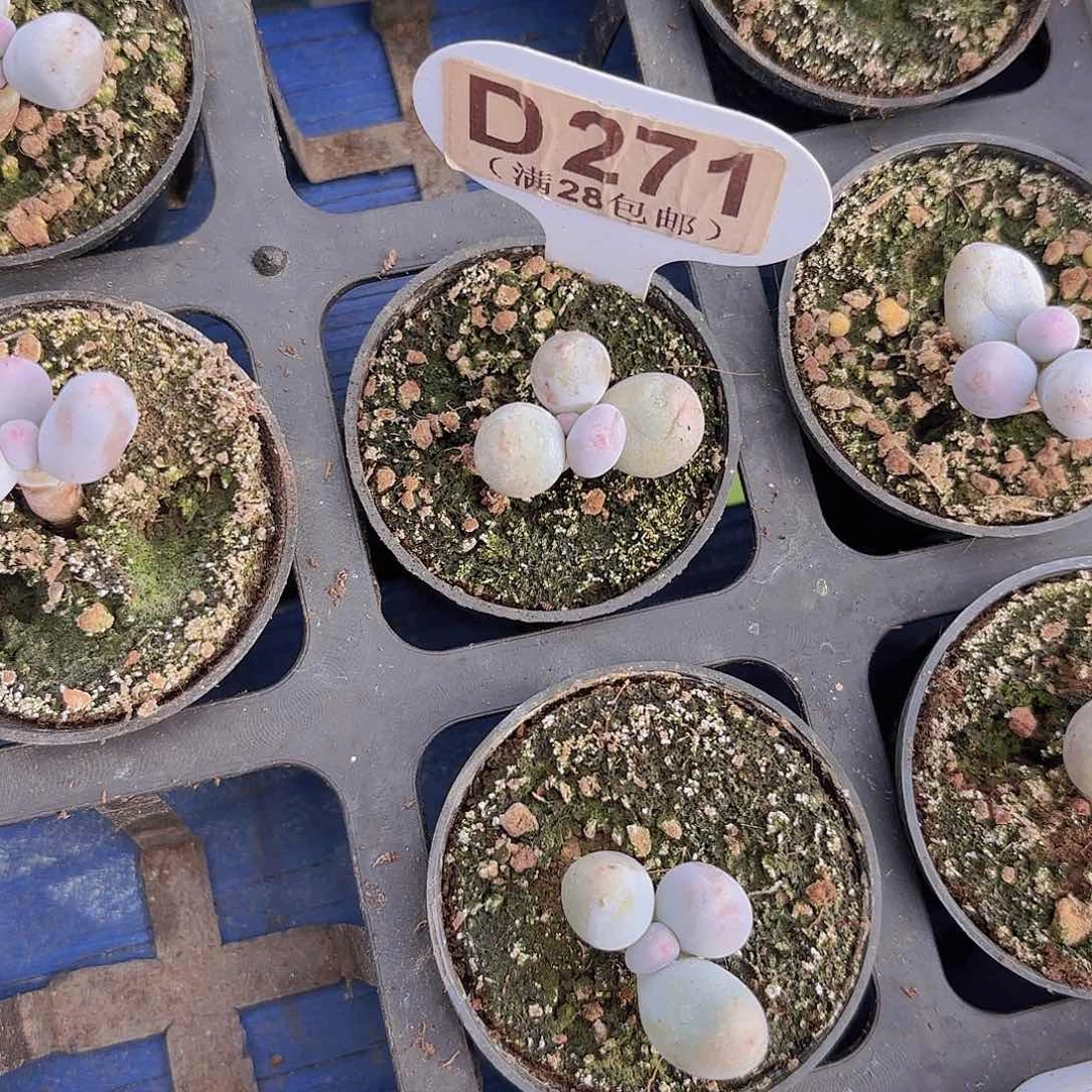 D261Mike奶一物一拍多肉