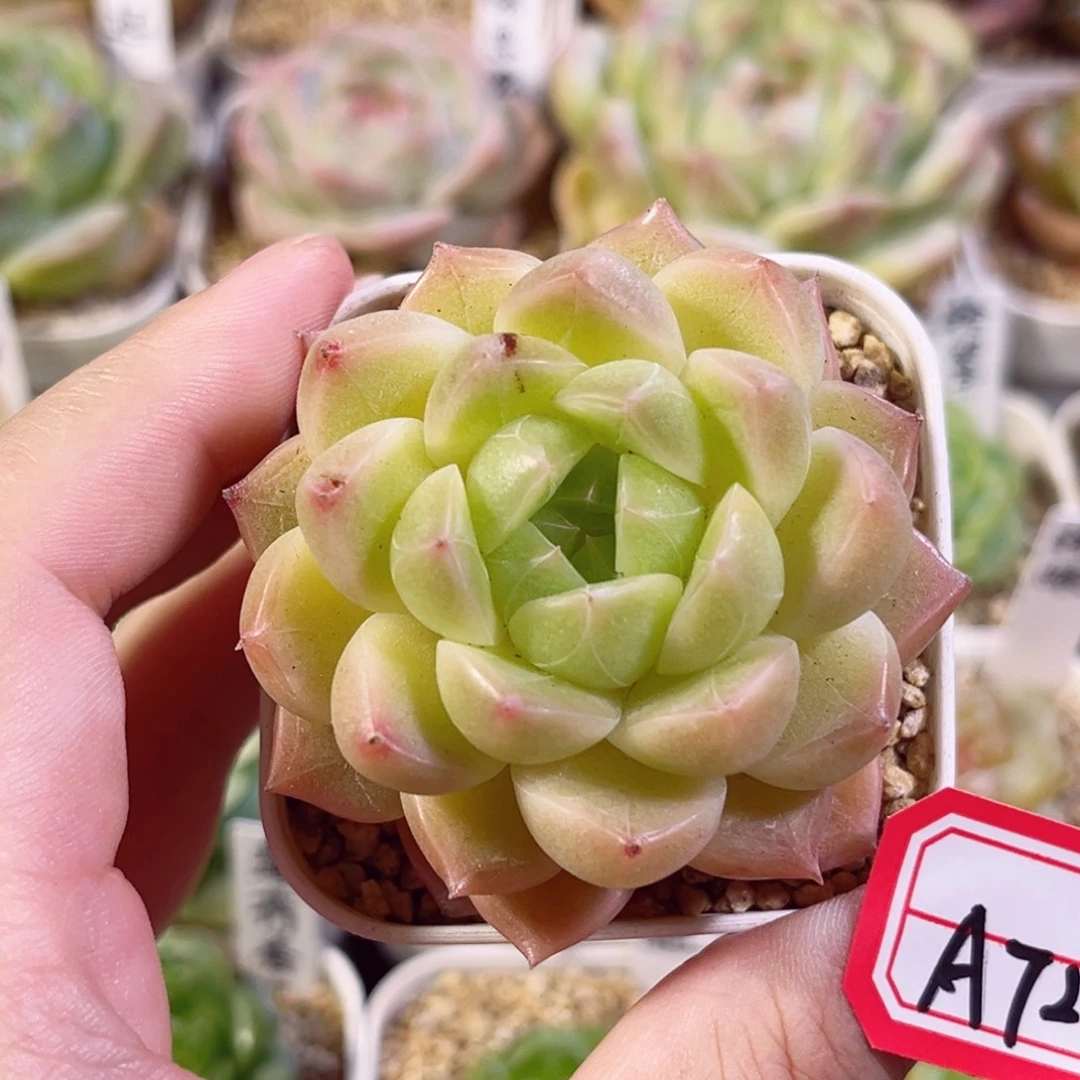 A724 一物一拍 无名氏