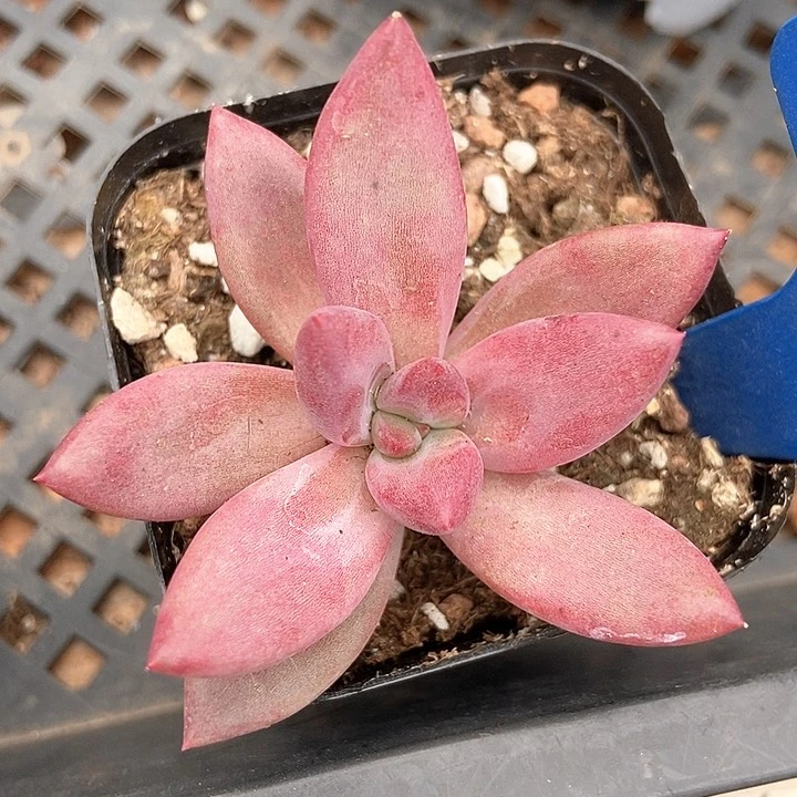 多肉植物赫菲虞美人533