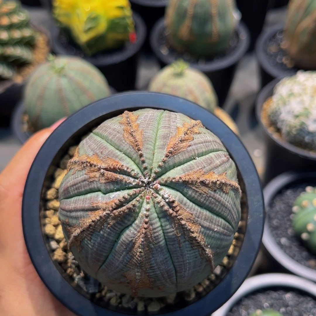 欧系实生老欧布精品mmmmmmmm