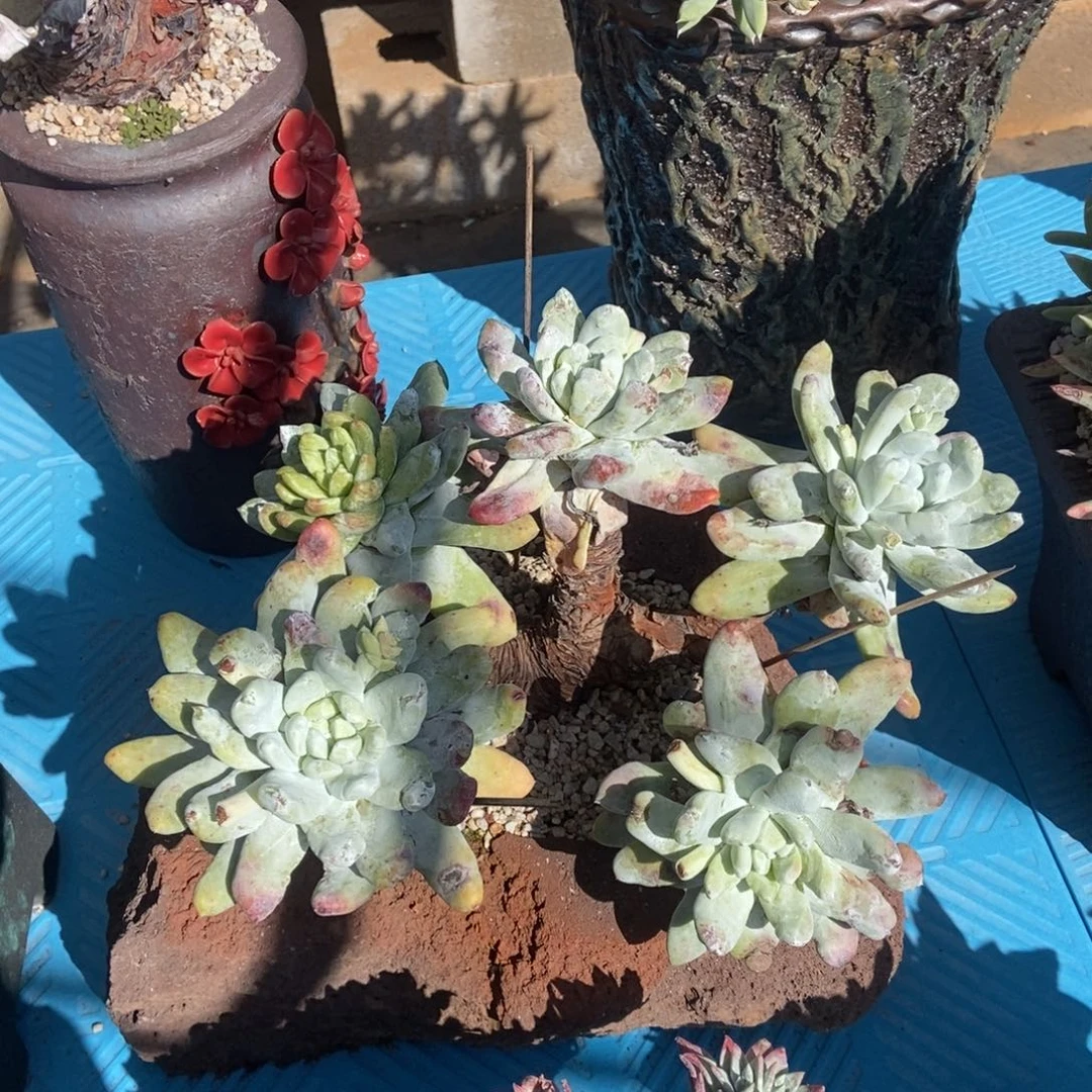 拇指多肉植物啦啦啦