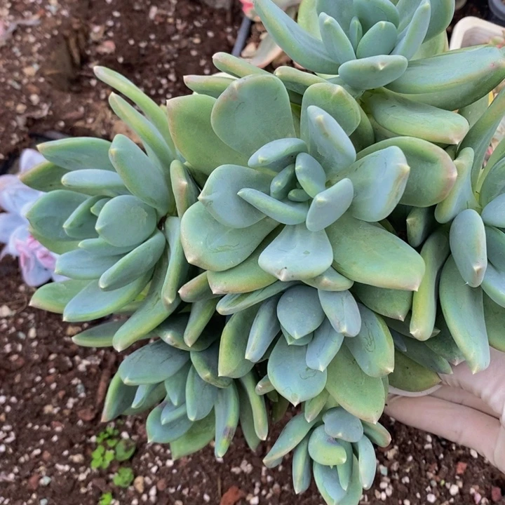 群生无砍海洋之星