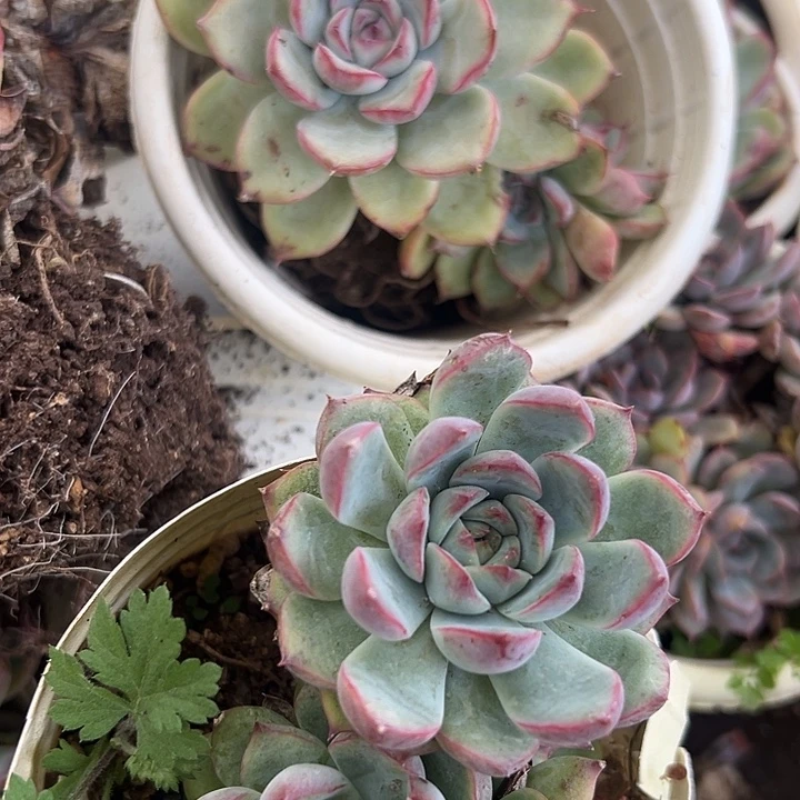 5盆老桩杂交灯牌福利。