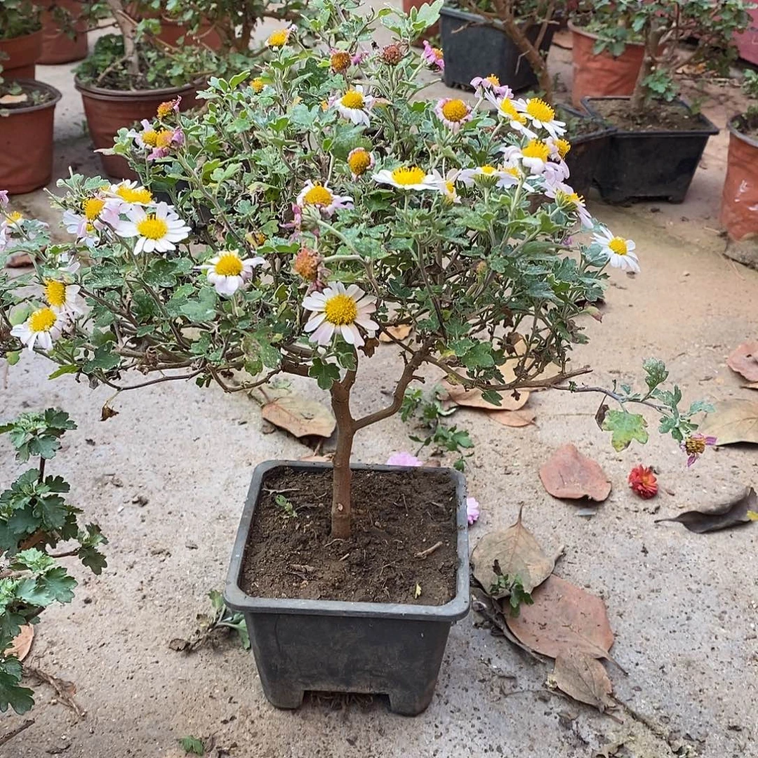 晩***4完全开放盆景菊花