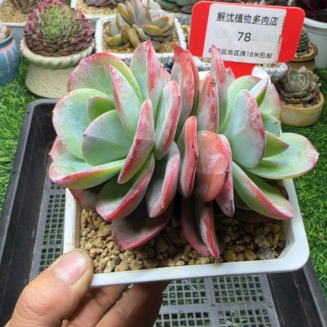 解忧植物多肉编号78